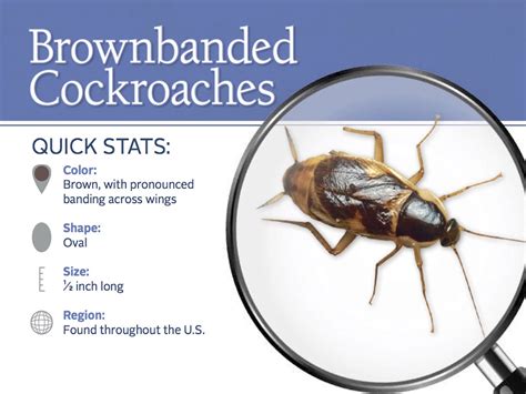 Brown-Banded Cockroaches: Identification & Control