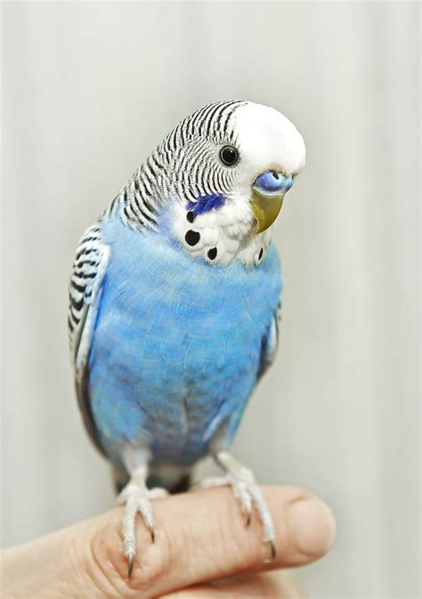 Top Pet Bird Species