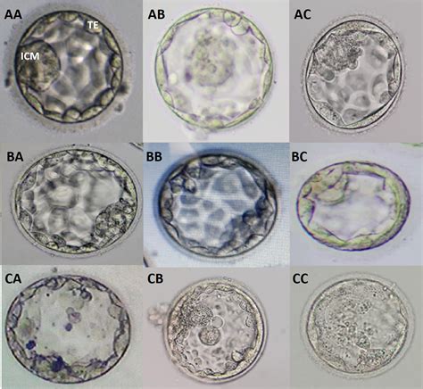 Morphology of inner cell mass: a better predictive biomarker of blastocyst viability [PeerJ]