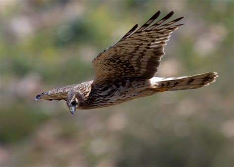 Northern Harrier | San Diego Bird Spot