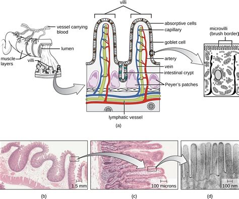 19.1 Anatomy and Normal Microbiota of the Digestive System – Allied ...