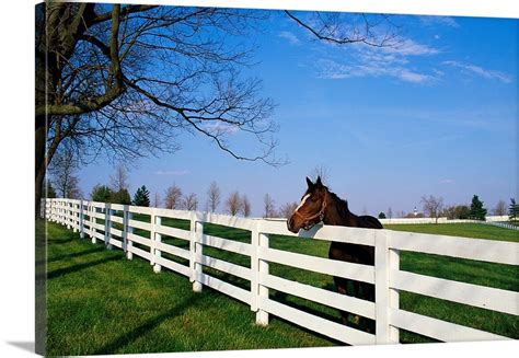 Thoroughbred Horse Lexington KY Wall Art, Canvas Prints, Framed Prints ...