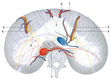 3 Thoracolumbar Junction | Musculoskeletal Key