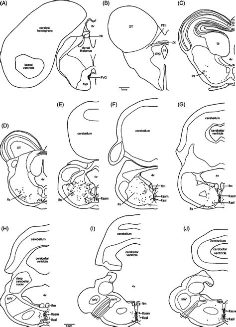 Serial drawings of coronal sections through one half of the crocodile... | Download Scientific ...