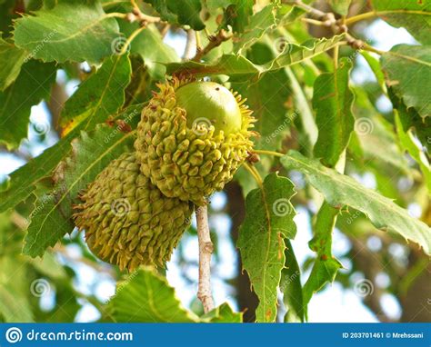 Persian Oak Tree Fruit , Quercus Brantii Stock Image - Image of ...