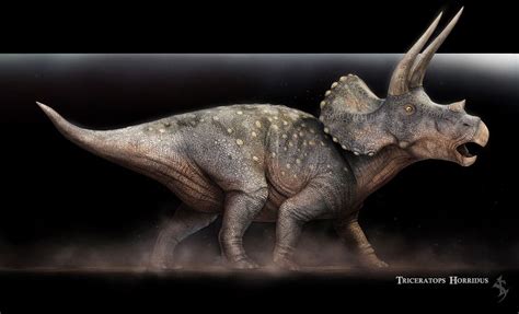 Triceratops horridus | Dinosaur art, Dinosaur, Prehistoric animals