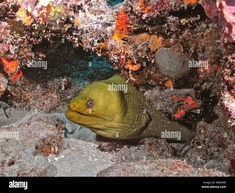 Green Moray Eel Stock Photo - Alamy