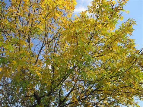 A typical ash tree showing its golden yellow fall color on October 7 ...