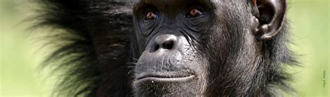 Chimpanzee | African Wildlife Foundation