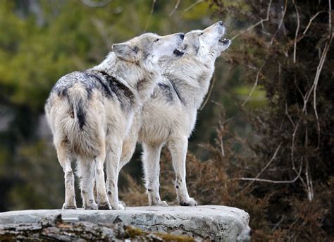 Gray wolf | Size, Habitat, Diet, Predators, & Facts | Britannica