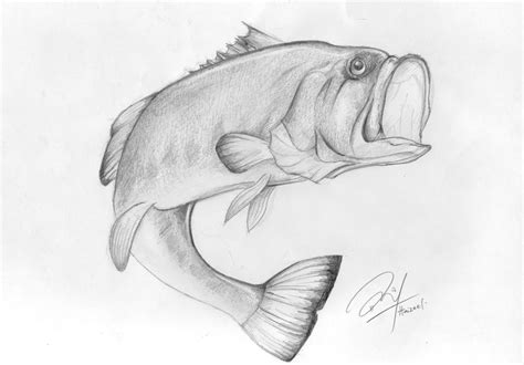 Largemouth Bass Sketch by Haizeel on DeviantArt | Fish sketch, Fish drawings, Tree sketches