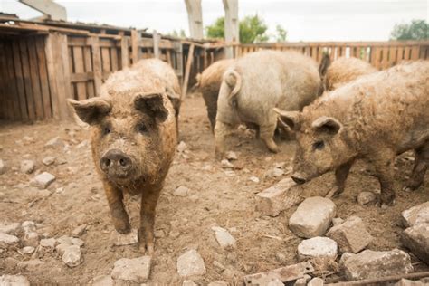 Free Photo | Pigs in the sty of a farm