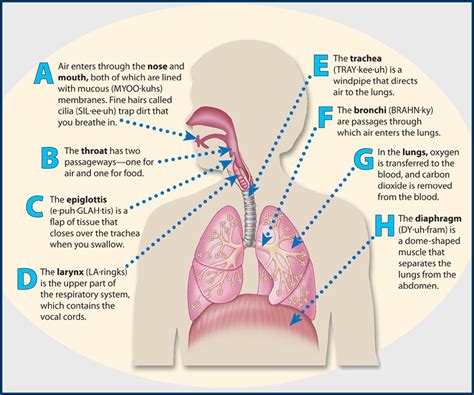 Organs Of The Respiratory System And Their Functions