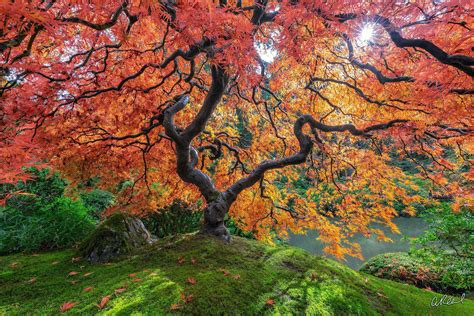 Peter Lik Tree Of Life? Japanese Maple Smithsonian | Aaron Reed