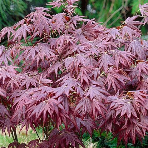 Acer Palmatum Atropurpureum Purple Japanese Maple | ubicaciondepersonas ...