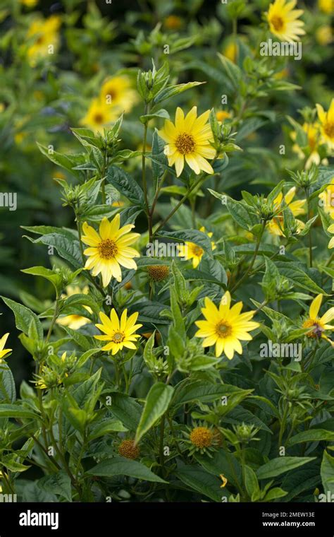 Helianthus 'Lemon Queen' Stock Photo - Alamy