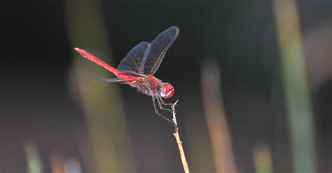 Free stock photo of dragonfly