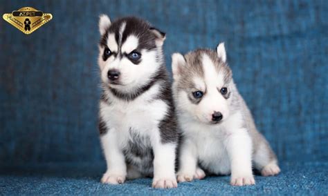 Chó Husky - Đặc Điểm, Giá Bán & Các Lưu Ý Khi Chọn Mua, Nuôi Dạy