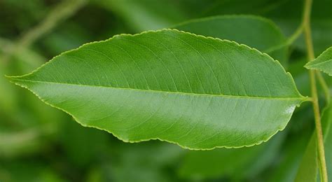 100 Most Common North American Trees: Black Cherry Tree