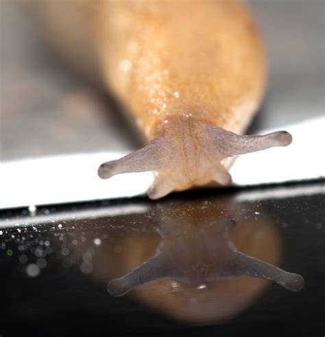 A slug sees its reflection | Slugs, Photography