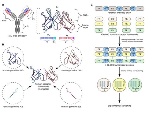 Key steps in energy-based antibody humanization using CUMAb. (A)... | Download Scientific Diagram