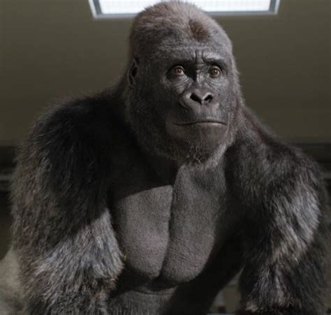 Ivan the Gorilla | Disney Wiki | Fandom