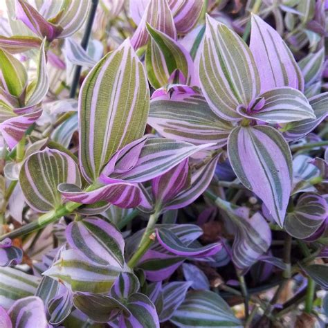 Amazon.com : Wandering Jew Lilac 3.5" Potted Plant - Tradescantia Fluminensis Lilac - Rare House ...