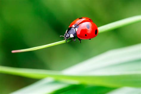 5,000 Different Species of Ladybugs - Houseman Services