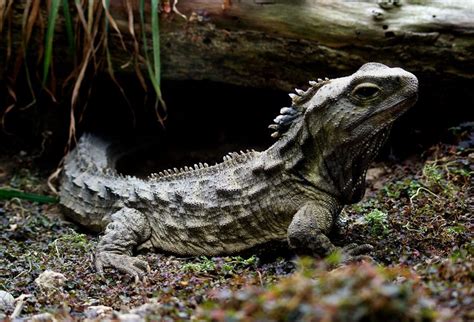 An Ancient Reptile in Peril: The Curious Genome of the Tuatara, a Vulnerable Species That Is NOT ...