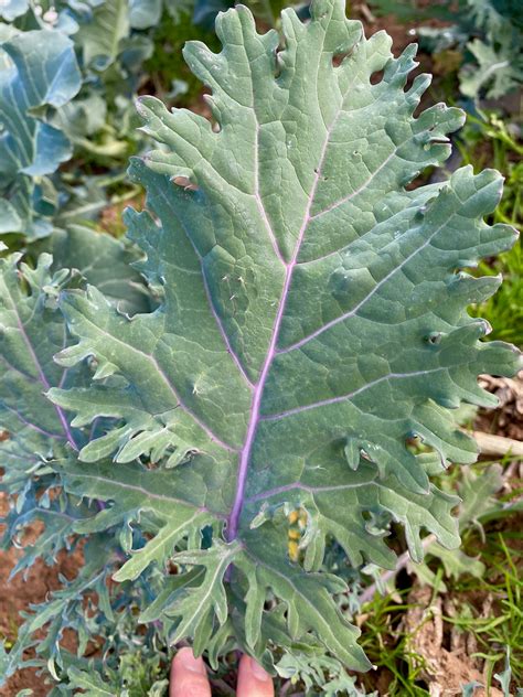 Red Russian Kale - The Plant Good Seed Company