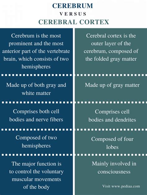 Difference Between Cerebrum and Cerebral Cortex | Definition, Regions ...