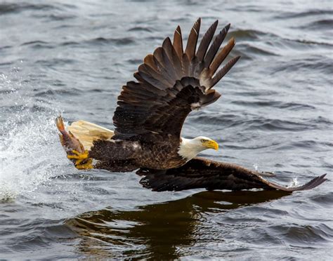 Águila Calva y Águila Real Símbolos en peligro de extinción