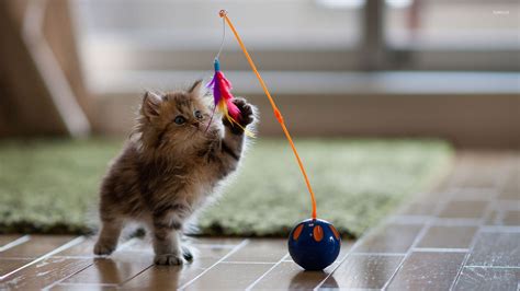 Playful kitten wallpaper - Animal wallpapers - #31409