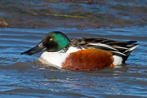 Male Northern Shoveler | Flickr - Photo Sharing!