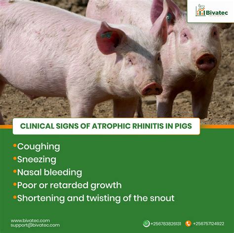 Understanding Atrophic Rhinitis and Enzootic Pneumonia Diseases in Pigs