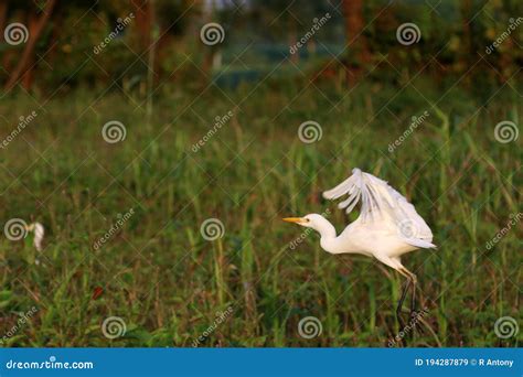 Side View of Pure White Egret Take Off for Flying, Soaring and Green Plants Background Stock ...