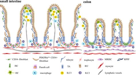 Frontiers | Immune niches orchestrated by intestinal mesenchymal stromal cells lining the crypt ...