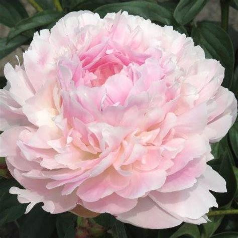 16 best Light Pink Peonies images on Pinterest | Pink peonies, Peony ...