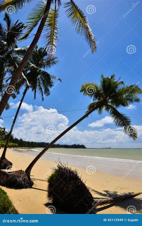 Beautiful Beach with Palm Tree and Blue Sky Stock Image - Image of ...