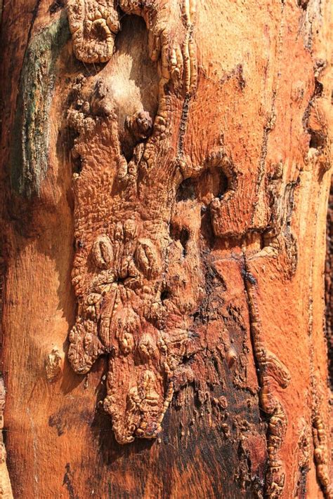 Red tree bark texture stock photo. Image of natural, rough - 35671130