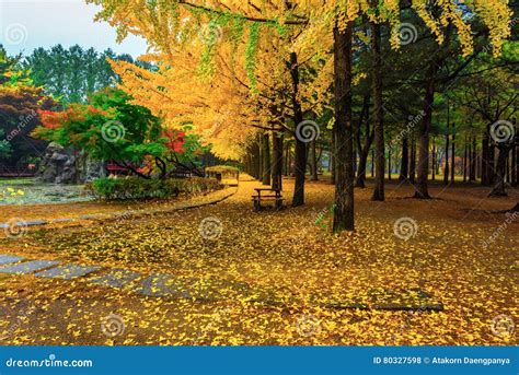 Nami island in autumn stock photo. Image of seoul, east - 80327598