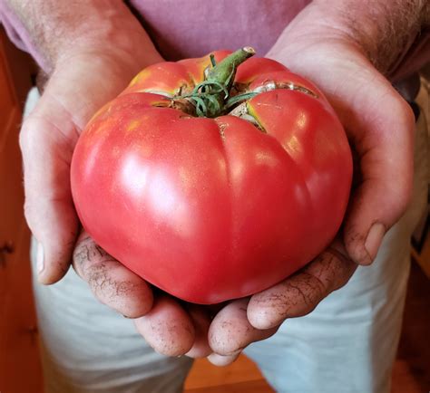 Beefsteak Type Tomatoes