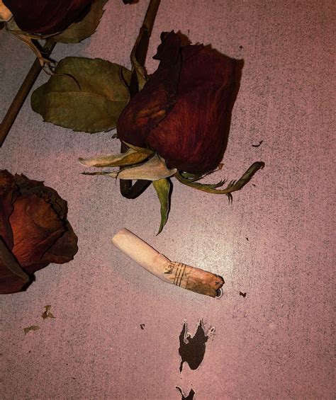 Dead Rose Aesthetic Wallpaper