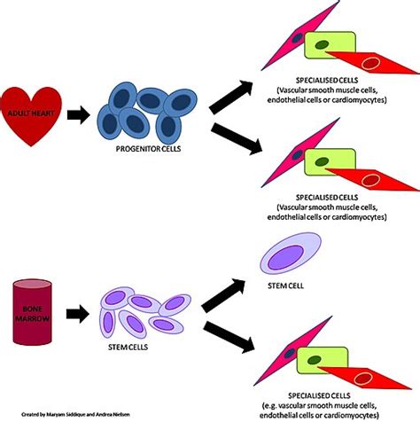 Progenitor Cells - Definition, Types, Vs Stem Cells and Function