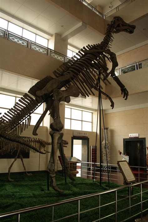 Shantungosaurus, Shandong Tianyu Museum of Nature. Dinosauria, Ornithischia, Ornithopoda ...