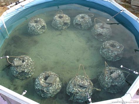 Oyster Reefs – Reef Innovations