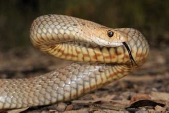 Eastern Brown, 2nd most venomous snake in the world - Snake Facts