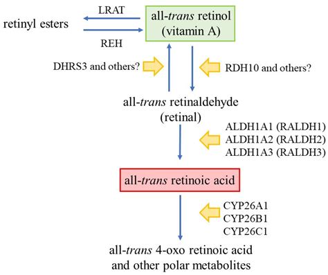 IJMS | Free Full-Text | Targeting the Retinoic Acid Pathway to Eradicate Cancer Stem Cells