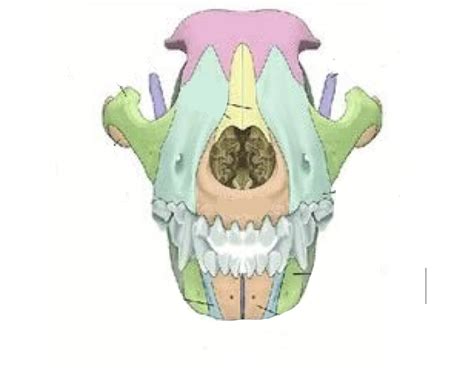 Canine skull anatomy Quiz