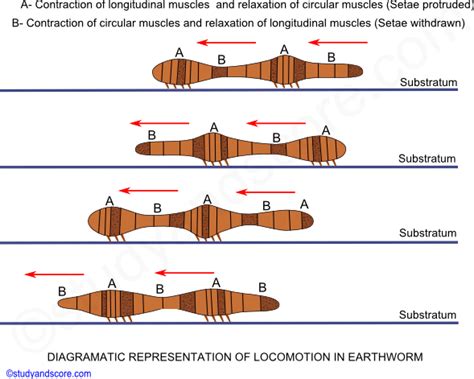 Earthworm: Body wall, Coelom, Locomotion & digestive system | Study&Score
